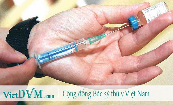 Tiên vaccin phòng bệnh care ở chó là phương pháp tốt nhất Tiên vaccin phòng bệnh care ở chó là phương pháp tốt nhất