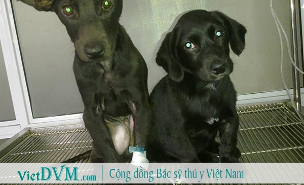 Truyền nước & bổ sung vitamin trợ sức, trợ lực là việc quan trong trong quá trình điều trị bệnh care Truyền nước & bổ sung vitamin trợ sức, trợ lực là việc quan trong trong quá trình điều trị bệnh care