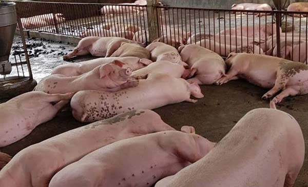 Giá heo hơi (lợn hơi) hôm nay vẫn đang ở mức cao, dao động từ 50.000-52.000 đồng/kg. Mức giá này đã duy trì trong nhiều tuần nay làm dấy lên lo ngại nông dân sẽ ồ ạt tái đàn Giá heo hơi (lợn hơi) hôm nay vẫn đang ở mức cao, dao động từ 50.000-52.000 đồng/kg. Mức giá này đã duy trì trong nhiều tuần nay làm dấy lên lo ngại nông dân sẽ ồ ạt tái đàn