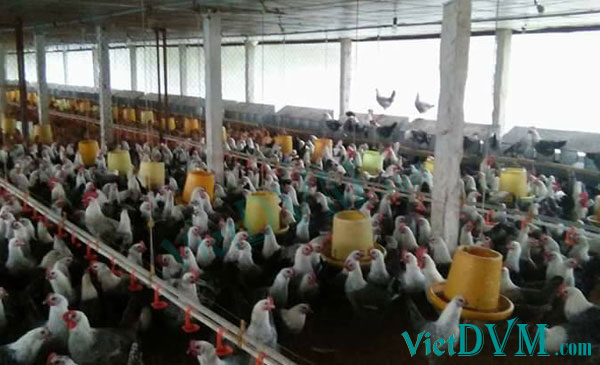 Chăn nuôi Việt Nam 2018: 6 tháng cuối năm sẽ diễn biến ra sao? Chăn nuôi Việt Nam 2018: 6 tháng cuối năm sẽ diễn biến ra sao?