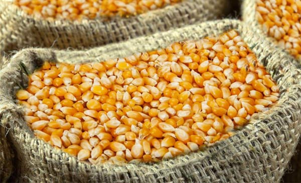 Nhập khẩu ngô nguyên liệu và đậu tương luôn chiếm lượng ngoại tệ lớn nhất trong các nhóm nguyên liệu sản xuất thức ăn chăn nuôi, riêng năm 2017, hơn 1,5 tỷ USD đã được chi để nhập khẩu ngô. Ảnh minh họa Nhập khẩu ngô nguyên liệu và đậu tương luôn chiếm lượng ngoại tệ lớn nhất trong các nhóm nguyên liệu sản xuất thức ăn chăn nuôi, riêng năm 2017, hơn 1,5 tỷ USD đã được chi để nhập khẩu ngô. Ảnh minh họa