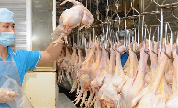 Việc thịt gà Việt Nam được thị trường Nhật chấp nhận tiếp tục Việc thịt gà Việt Nam được thị trường Nhật chấp nhận tiếp tục