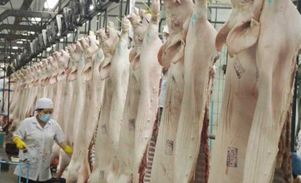 Giá thịt heo thế giới dự báo sẽ tiếp tục ở mức thấp vì nguồn cung tại các nước sản xuất lớn, như Việt Nam, vẫn có xu hướng tăng. Giá thịt heo thế giới dự báo sẽ tiếp tục ở mức thấp vì nguồn cung tại các nước sản xuất lớn, như Việt Nam, vẫn có xu hướng tăng.
