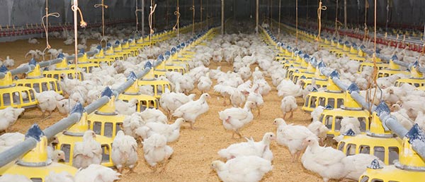 Quản lý không tốt chất độn chuồng có thể gây ra những thiệt hại to lớn về kinh tế Quản lý không tốt chất độn chuồng có thể gây ra những thiệt hại to lớn về kinh tế