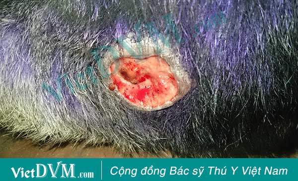 Chó bị hoại tử khi tiêm sai kỹ thuật hoặc sử dụng sai thuốc Chó bị hoại tử khi tiêm sai kỹ thuật hoặc sử dụng sai thuốc