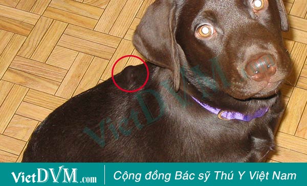 Chó bị nổi cục, bạn có thể quan sát hoặc sờ thấy Chó bị nổi cục, bạn có thể quan sát hoặc sờ thấy