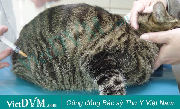 Kỹ thuật tiêm bắp cho mèo Kỹ thuật tiêm bắp cho mèo