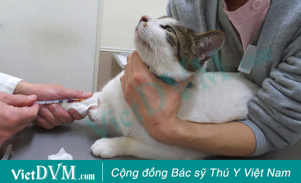 Kỹ thuật tiêm truyền tĩnh mạch cho chó mèo Kỹ thuật tiêm truyền tĩnh mạch cho chó mèo