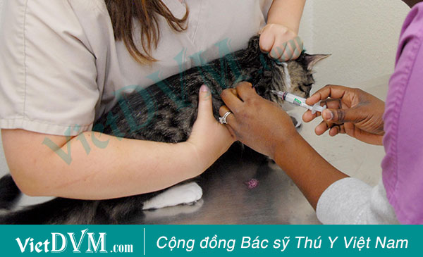 Kỹ thuật tiêm dưới da cho chó mèo Kỹ thuật tiêm dưới da cho chó mèo