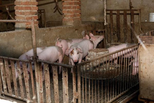 Một trang trại chăn nuôi nhỏ lẻ tại Trung Quốc Một trang trại chăn nuôi nhỏ lẻ tại Trung Quốc