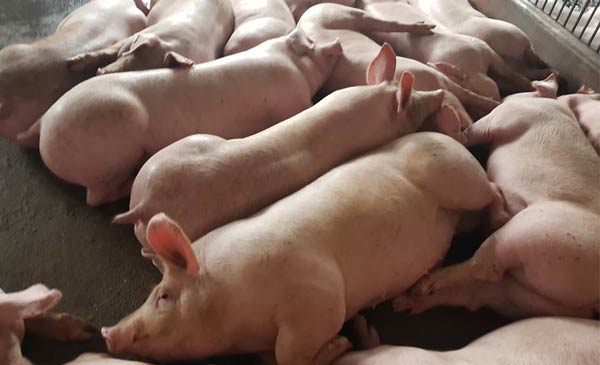 Ngành chăn nuôi heo đang phát triển tốt, nếu biến cố xảy ra sẽ tác động rất lớn toàn ngành Ngành chăn nuôi heo đang phát triển tốt, nếu biến cố xảy ra sẽ tác động rất lớn toàn ngành