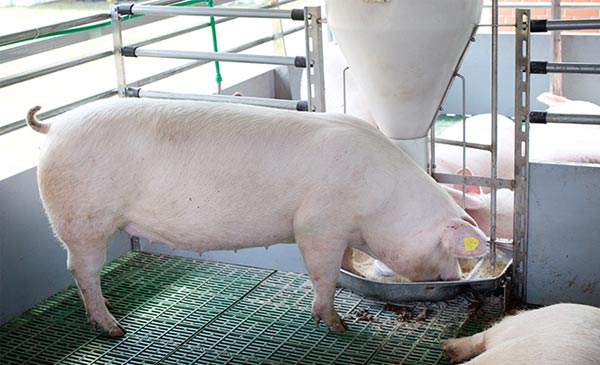 Nghiên cứu gần đây cho thấy virus ASF có thể sống sót rất tốt trong thức ăn và các nguyên liệu, thậm chí cả trong các container vận chuyển (ngay cả sau khi thức ăn đã được chuyển đi rồi). Nghiên cứu gần đây cho thấy virus ASF có thể sống sót rất tốt trong thức ăn và các nguyên liệu, thậm chí cả trong các container vận chuyển (ngay cả sau khi thức ăn đã được chuyển đi rồi).
