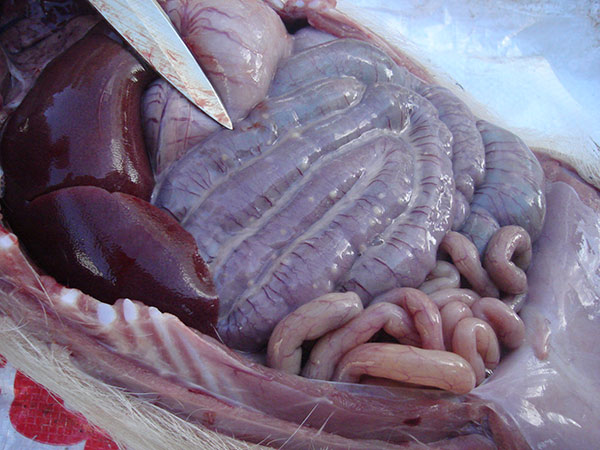 Mổ khám heo nhiễm B.Coli Mổ khám heo nhiễm B.Coli