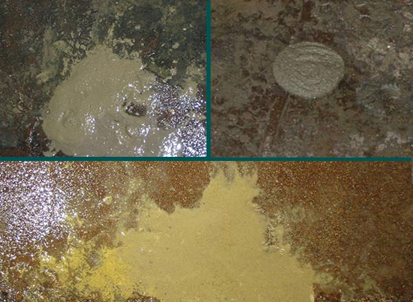Phân của heo nhiễm B.Coli Phân của heo nhiễm B.Coli