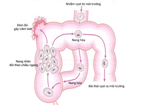 Cách Balantidium Coli gây bệnh cho vật chủ Cách Balantidium Coli gây bệnh cho vật chủ