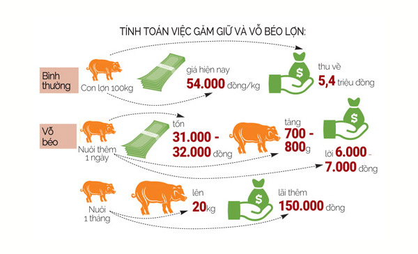 Tranh thủ đầu cơ khi giá heo hơi tăng Tranh thủ đầu cơ khi giá heo hơi tăng