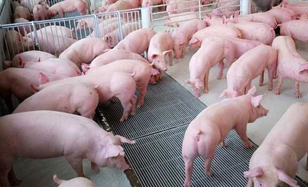 Các trang trại chăn nuôi lợn số lượng lớn cũng đang dè dặt bán ra (ảnh minh họa) Các trang trại chăn nuôi lợn số lượng lớn cũng đang dè dặt bán ra (ảnh minh họa)