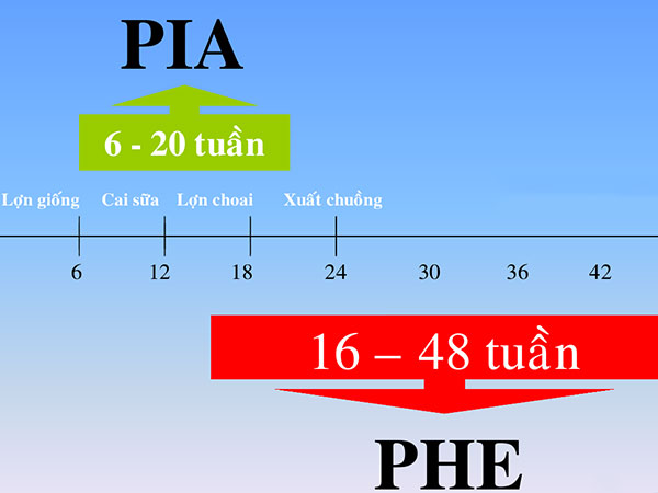 Tuổi heo mắc các thể của bệnh viêm hồi trang trên heo Tuổi heo mắc các thể của bệnh viêm hồi trang trên heo