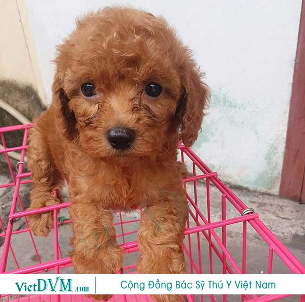 Lưu ý ghi nhớ lịch tiêm phòng và tẩy giun cho chó Lưu ý ghi nhớ lịch tiêm phòng và tẩy giun cho chó