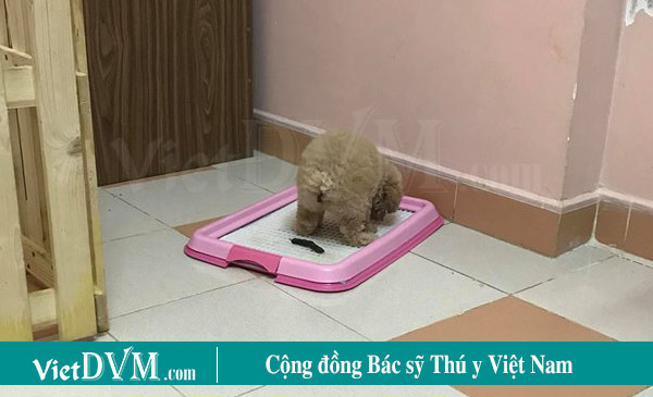 Nắm vững thời gian chó thường đi vệ sinh để huấn luyện nhanh hơn Nắm vững thời gian chó thường đi vệ sinh để huấn luyện nhanh hơn