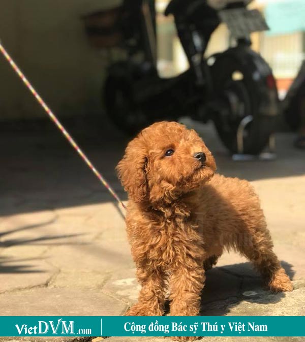 Xích chó cố định tại một vị trí muốn chó đi vệ sinh Xích chó cố định tại một vị trí muốn chó đi vệ sinh