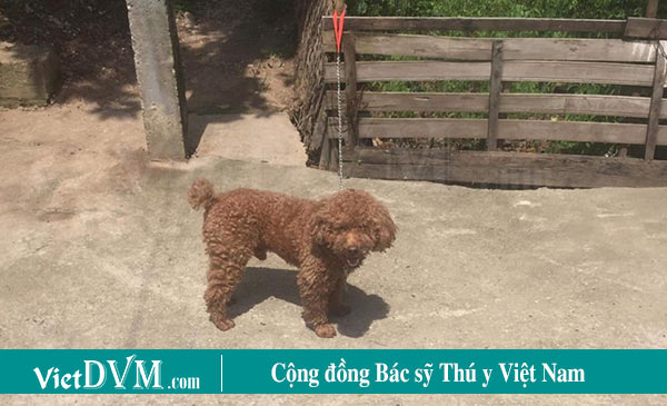 Dù nắng hay mưa cũng kiên nhẫn dạy chó đi vệ sinh Dù nắng hay mưa cũng kiên nhẫn dạy chó đi vệ sinh