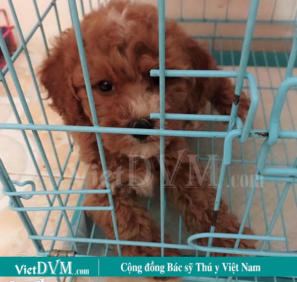 Cách dạy chó poodle đi vệ sinh trong chuồng Cách dạy chó poodle đi vệ sinh trong chuồng