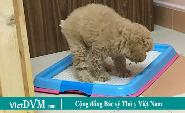 Cách dạy Poodle đi vệ sinh như thế nào? Cách dạy Poodle đi vệ sinh như thế nào?