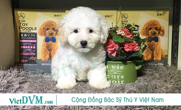 Trong thời gian đầu, hãy cho chó đủ dinh dưỡng để phát triển Trong thời gian đầu, hãy cho chó đủ dinh dưỡng để phát triển