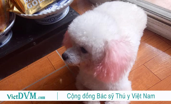 Không nhất thiết phải cạo lông máu, cứ thường xuyên chải lông cho poodle là được Không nhất thiết phải cạo lông máu, cứ thường xuyên chải lông cho poodle là được