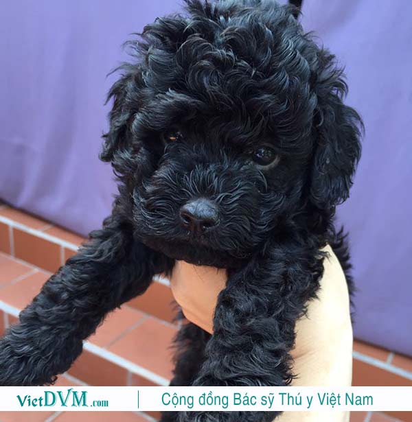 Đây là bộ lông máu của poodle, có thật sự cần phải cạo đi hay không? Đây là bộ lông máu của poodle, có thật sự cần phải cạo đi hay không?
