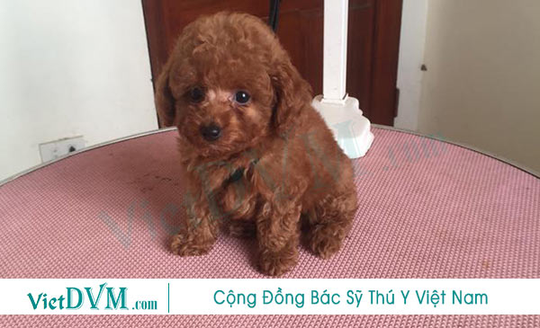 Giai đoạn đầu bạn cần hết sức chú ý tới sức khỏe của Poodle Giai đoạn đầu bạn cần hết sức chú ý tới sức khỏe của Poodle