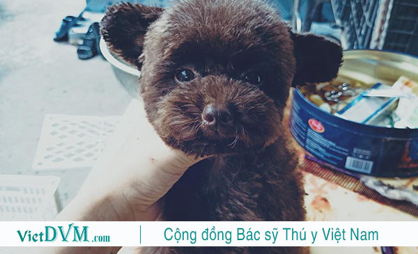 Đặt tên cho chó poodle thế nào vừa dễ thương lại thật ngầu? Đặt tên cho chó poodle thế nào vừa dễ thương lại thật ngầu?
