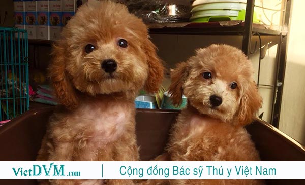 Hãy chọn cho poodle một cái tên ý nghĩa & bạn thật sự thích Hãy chọn cho poodle một cái tên ý nghĩa & bạn thật sự thích
