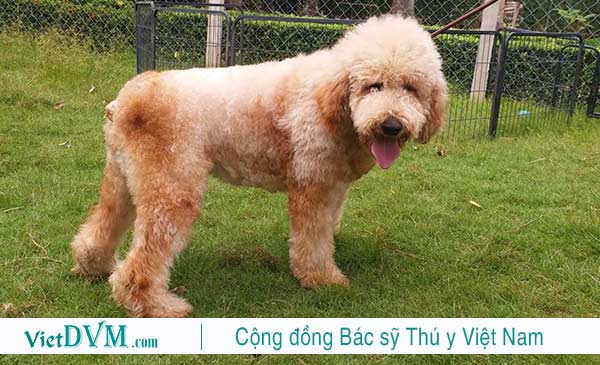 Một vài tên nước ngoài bạn có thể đặt cho poodle Một vài tên nước ngoài bạn có thể đặt cho poodle