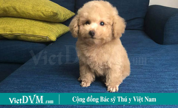Bạn cần nắm chắc các nguyên tắc trong suốt quá trình huấn luyện chó Bạn cần nắm chắc các nguyên tắc trong suốt quá trình huấn luyện chó
