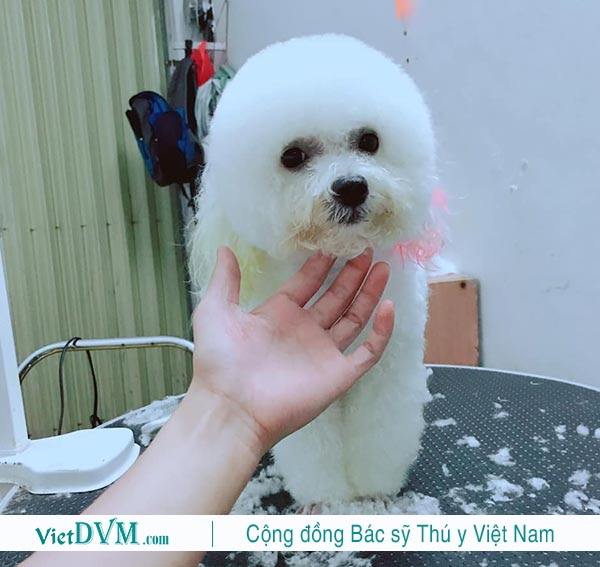 Thật sự lưu ý khi cạo lông máu cho poodle Thật sự lưu ý khi cạo lông máu cho poodle