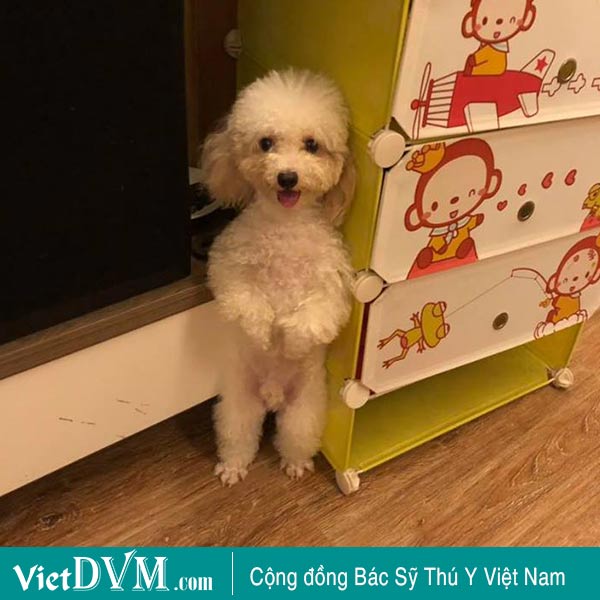 Poodle size Mini Poodle size Mini
