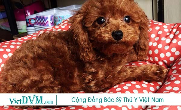 Chuẩn bị nệm nằm cho chó poodle ngay khi đón chó về Chuẩn bị nệm nằm cho chó poodle ngay khi đón chó về