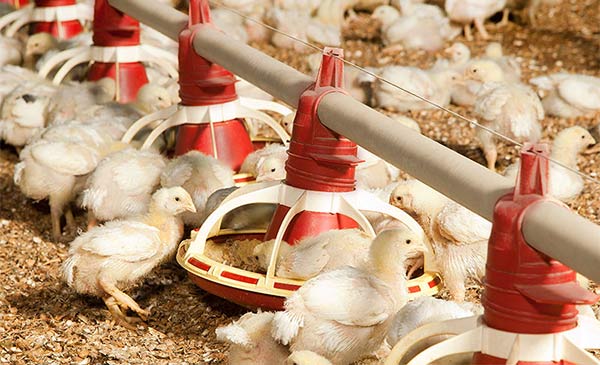 Quản lý tốt nồng độ amoniac trong chuồng sẽ giúp gà khỏe mạnh và tăng trọng tốt hơn Quản lý tốt nồng độ amoniac trong chuồng sẽ giúp gà khỏe mạnh và tăng trọng tốt hơn