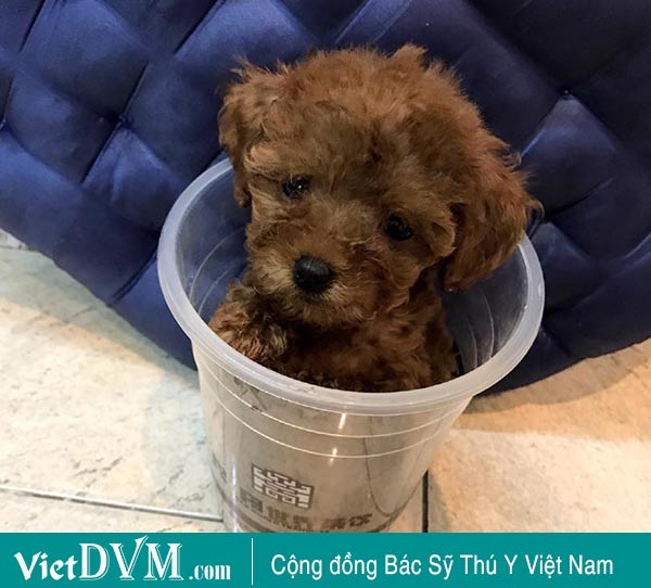 Teacup Poodle Teacup Poodle