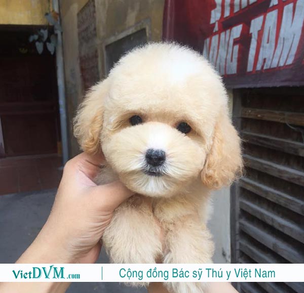 Tên Tiếng Việt Hay cho chó poodle Tên Tiếng Việt Hay cho chó poodle
