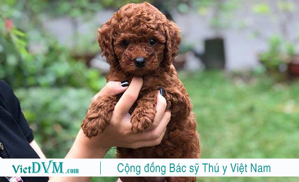 Đặt tên cho chó poodle theo các loại quả cũng được rất nhiều bạn thích Đặt tên cho chó poodle theo các loại quả cũng được rất nhiều bạn thích