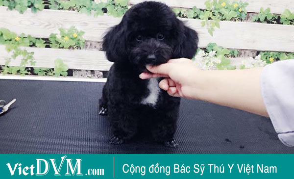 Tiny Poodle Tiny Poodle