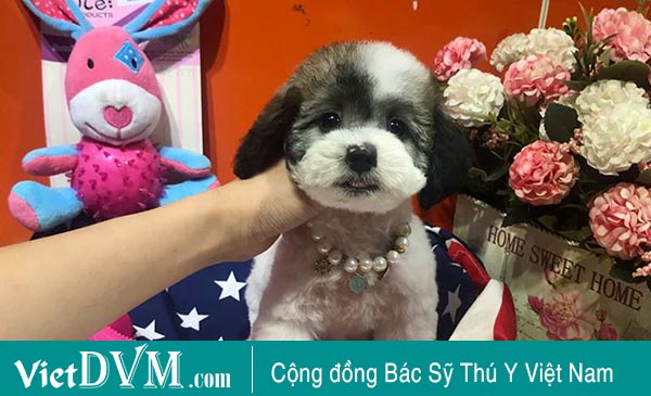 Toy Poodle Toy Poodle