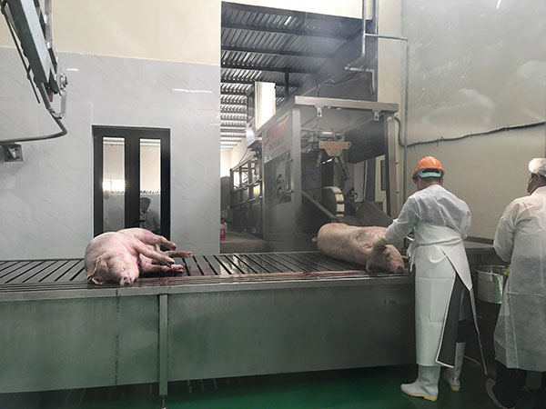 Ngay sau khi giết mổ, thịt lợn sẽ được đưa vào làm mát theo quy trình, nhằm đảm bảo tiêu chuẩn an toàn vệ sinh thực phẩm. Ngay sau khi giết mổ, thịt lợn sẽ được đưa vào làm mát theo quy trình, nhằm đảm bảo tiêu chuẩn an toàn vệ sinh thực phẩm.