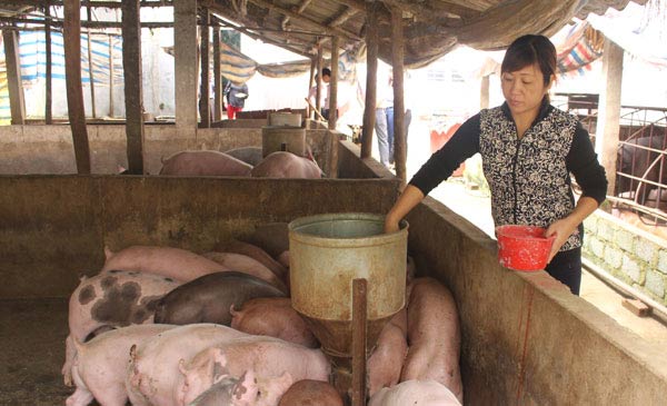 Việc đối xử nhân đạo với động vật trong quá trình chăn nuôi, giết mổ, vận chuyển đã được quy định rõ trong Luật Chăn nuôi sẽ có hiệu lực từ ngày 1/1/2019. Ảnh: Đức Thịnh Việc đối xử nhân đạo với động vật trong quá trình chăn nuôi, giết mổ, vận chuyển đã được quy định rõ trong Luật Chăn nuôi sẽ có hiệu lực từ ngày 1/1/2019. Ảnh: Đức Thịnh