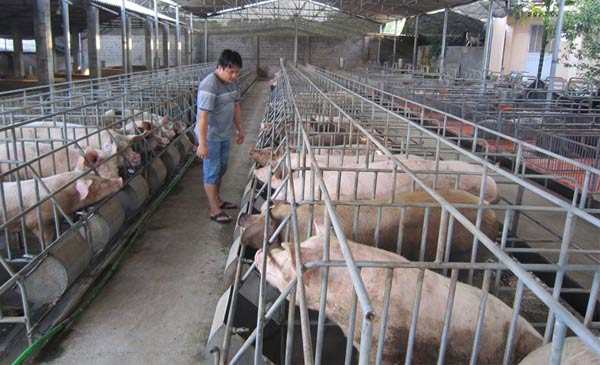 Cơ cấu ngành chăn nuôi lợn sẽ chuyển dịch dần theo hướng giảm chăn nuôi nông hộ, tăng quy mô chăn nuôi trang trại, hợp tác xã, doanh nghiệp và hình thành các chuỗi sản xuất khép kín. Ảnh: I.T Cơ cấu ngành chăn nuôi lợn sẽ chuyển dịch dần theo hướng giảm chăn nuôi nông hộ, tăng quy mô chăn nuôi trang trại, hợp tác xã, doanh nghiệp và hình thành các chuỗi sản xuất khép kín. Ảnh: I.T