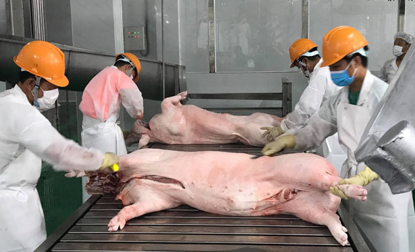Công nhân làm việc tại tổ hợp sản xuất và chế biến thịt lợn của Nhà máy Biển Đông DHS tại huyện Hải Hậu, tỉnh Nam Định. Ảnh: M.H Công nhân làm việc tại tổ hợp sản xuất và chế biến thịt lợn của Nhà máy Biển Đông DHS tại huyện Hải Hậu, tỉnh Nam Định. Ảnh: M.H