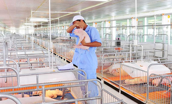 Ngành chăn nuôi lợn cần một quy hoạch bài bản để phát triển bền vững Ngành chăn nuôi lợn cần một quy hoạch bài bản để phát triển bền vững